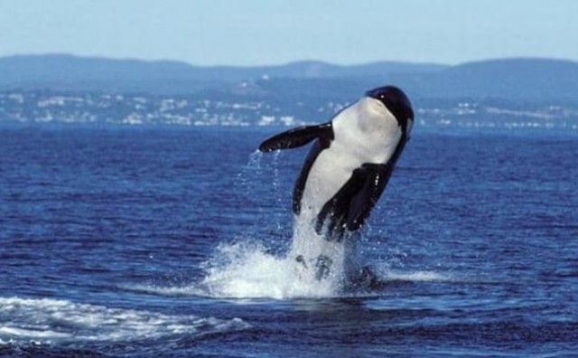 Centar za praćenje kitova priopćio tužnu vijest