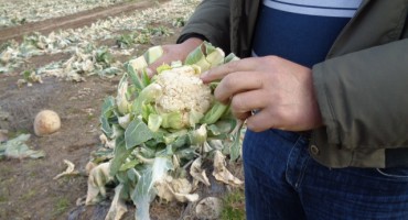 Posljedice se hladnoće u dolini Neretve tek naslućuju 