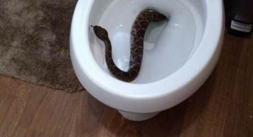 Nakon što im je iz školjke izvirila zmija, uslijedio je puno veći šok