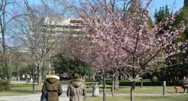 japanska trešnja, Mostar