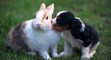 Gotovo polovina životinjskih vrsta mogla bi izumrijeti do 2050. godine