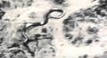 Da li je ovo najveća zmija na svijetu