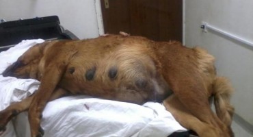 Usred Mostara ubijen pas za vrijeme šetnje sa svojom udomiteljicom