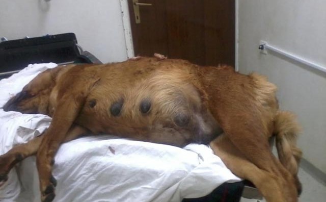 Usred Mostara ubijen pas za vrijeme šetnje sa svojom udomiteljicom