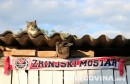 mačak mile, Stadion HŠK Zrinjski