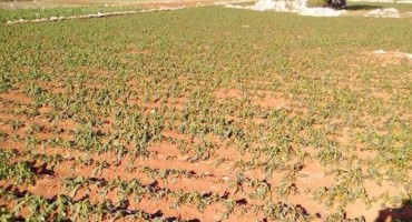 Katastrofalne štete od kasnog mraza diljem Hercegovine