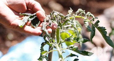 Temperature ispod ništice pričinile štete od Vojnića u do stolačkih Dubrava