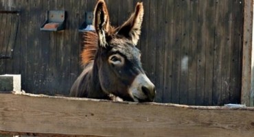  Tomislavgrad: Dresirali magarca da krade ogrjev