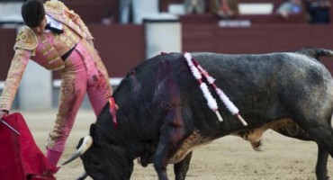 Bik od 450 kilograma probada mladića kroz grlo, usta i jezik