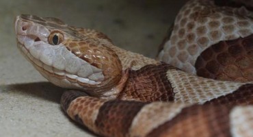 Piton na 'tripu' poslan na odvikavanje