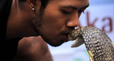 Sageo se da poljubi kobru, ali zmija je imala drugu ideju