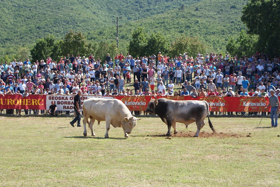 24. Seoska olimpijada i borba bikova – RADOŠIĆ 2017.