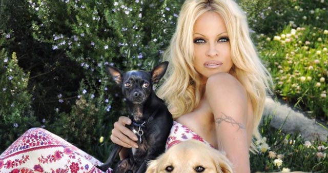pamela anderson