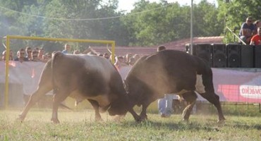 Borbe bikova se vraćaju u Goricu nakon 17 godina