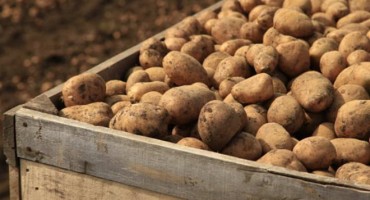 Ranom krumpiru iz Hercegovine egipatski i francuski ne mogu parirati