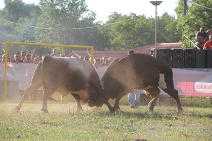 U Posušju nas očekuju spektakularne borbe bikova