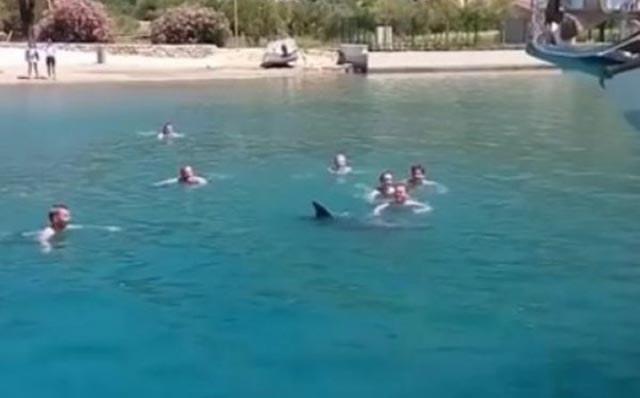delfin