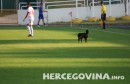 Pas prekinuo nogometnu utakmicu HŠK Zrinjski-NK Gošk