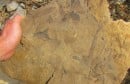 Paleontološko čudo  kod Posušja Na planini  Zavelim kod sela Zagorje otkriveni nevjerojatni fosili
