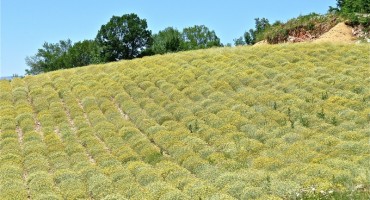 Babina Hercegovačka priča: E, onda vam, dico, tute nema para!