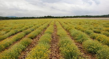 smilje, hercegovačko smilje
