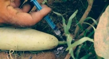 Pogledajte kako nam podvaljuju 'svježe i zdravo' povrće