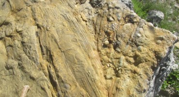 Paleontološko čudo  kod Posušja Na planini  Zavelim kod sela Zagorje otkriveni nevjerojatni fosili