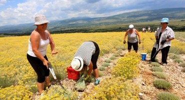 Panika u Hercegovini: Smilje stiglo na žetvu, cijena mizerna