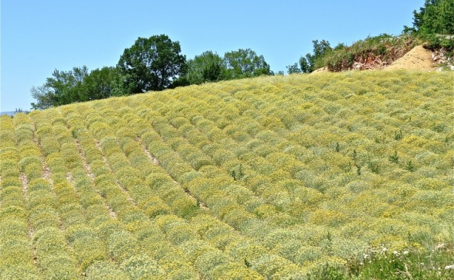 Trideset milijuna posađenih stabljika smilja u Hercegovini čeka rasplet na tržištu eteričnih ulja