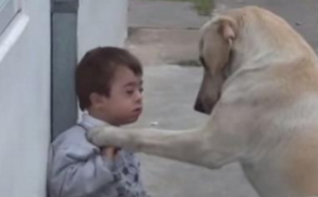 Prekrasan Labrador se sprijateljio s dječakom koji ima Downov sindrom