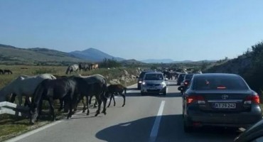 Šuica: Stotine divljih konja na cesti oduševile putnike