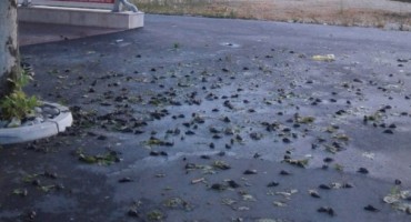  Olujno nevrijeme izazvalo pomor 1.500 ptica u Čapljini