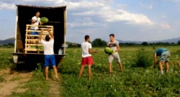 Lubenice vole dugo toplo ljeto, a hercegovačke stižu do Belgije