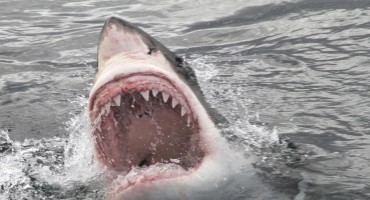 U Jadranu će se brzo nastaniti vrste morskih pasa izrazito opasnih za ljude