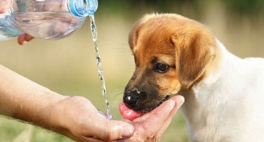 Što kod pasa povećava šansu od toplotnog udara?