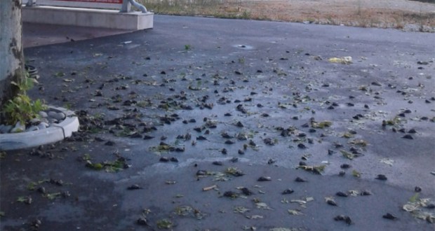  Olujno nevrijeme izazvalo pomor 1.500 ptica u Čapljini