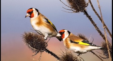 Mostarci krali ptice u Tomislavgradu