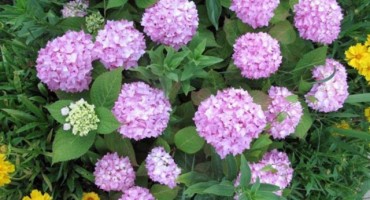 Sedam smrtonosnih biljaka koje možda imate u svom vrtu ili kući