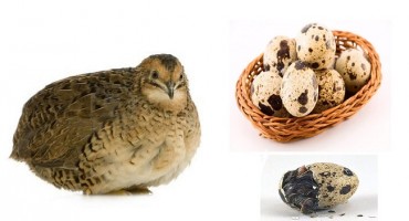 Prepeličja jaja samo su jedna od mnogih jestivih vrsta jaja