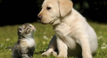 Psi i mačke poboljšavaju mentalno stanje vlasnika