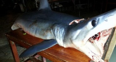 Iz Jadranskog mora izvukli ogromnu neman