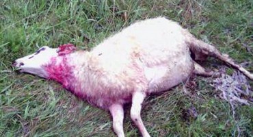 Mostar: U Žitomisliću čopor pasa zaklao ovce