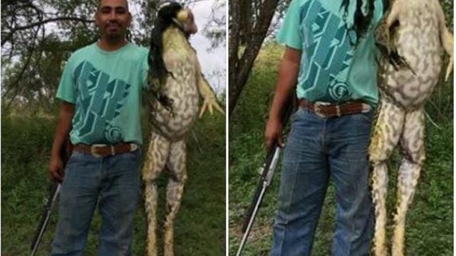 Ovo je nešto najužasnije što ste ikada vidjeli: Čovjek ulovio žabu od šest kilograma
