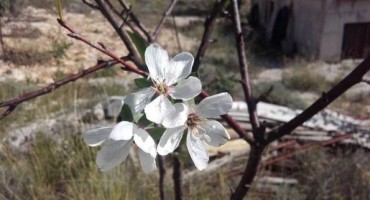 Ljubuški: Procvjetala višnja u Klobuku