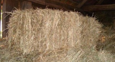 Hercegovačko gonjanje: Dvoje leglo, a troje se ustalo