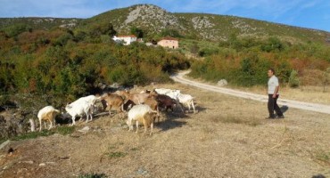 Ničija zemlja: Koze su čas u Hrvatskoj, čas u BiH. Njihova vlasnika ljudi više ne zanimaju