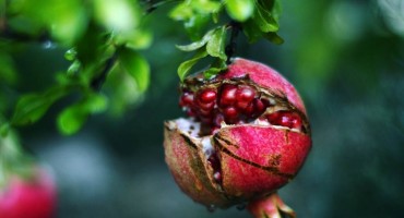 Hercegovački šipci: Trn im je brat, sestra drača