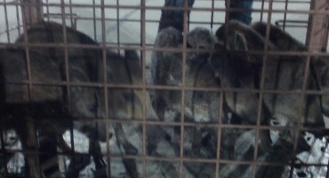 Momčad Orao Čerin pobjednik Lovačkog turnira u Buhovu