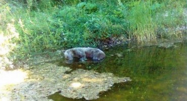 Krivolovci ubili mladog medvjeda na Vranu