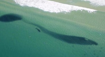 Desetine morskih pasa plivaju kraj plaže